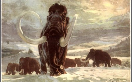 Mamontlary yzyna getirmek howanyň üýtgemeginiň öňüni almaga kömek edip bilermi?