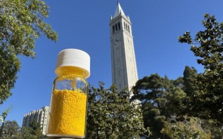 200 gramy bir agaç ýaly köp uglerody sorýar