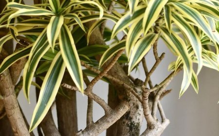 NASA-nyň gözlegi boýunça howany arassalaýan 10 otag güli