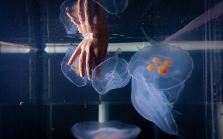 Alymlar ummanyň çuňlugynyň gözegçiligi üçin arzan Cyborg-meduza döretdiler