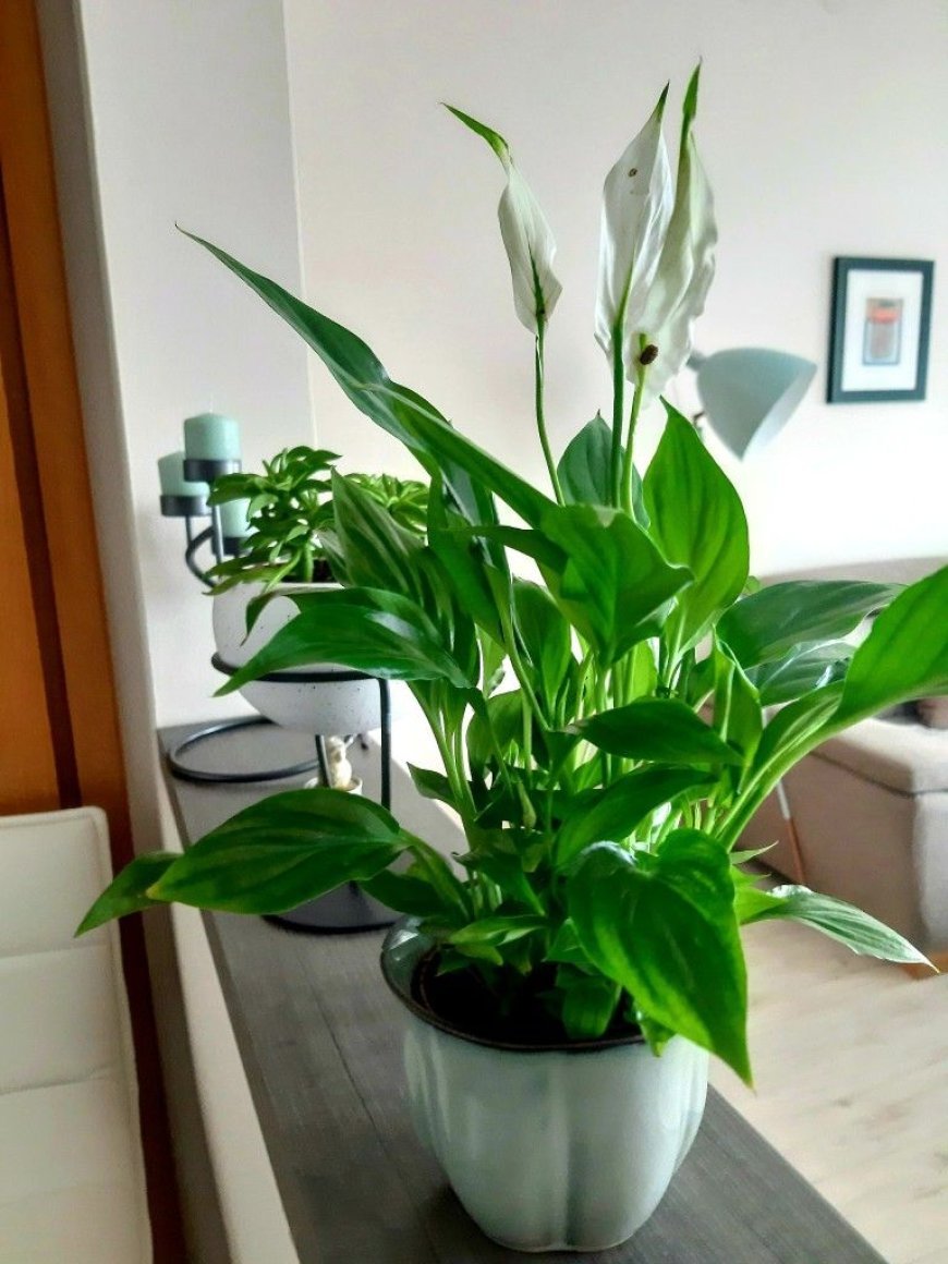 NASA-nyň gözlegi boýunça howany arassalaýan 10 otag güli