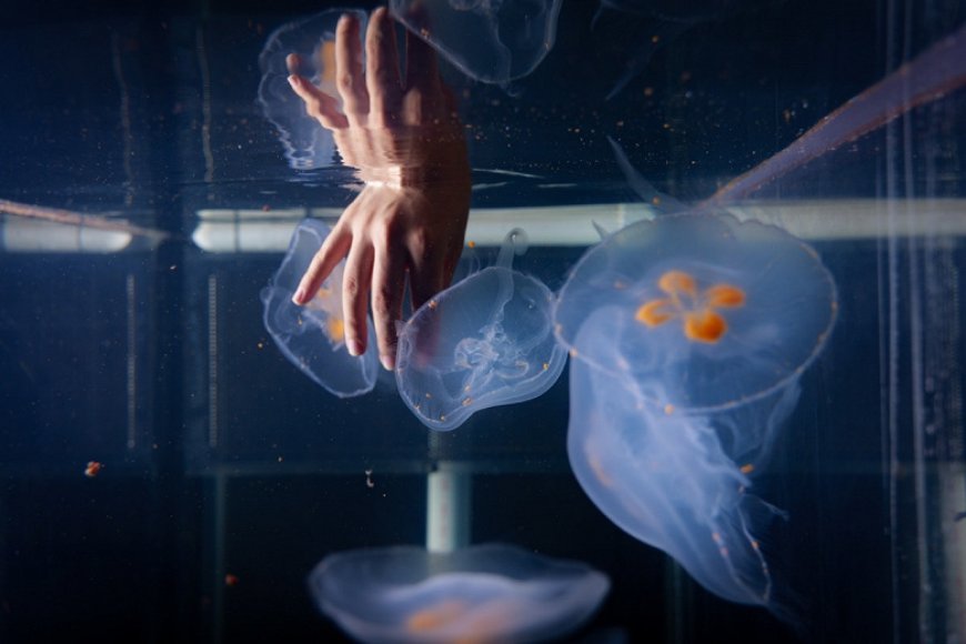 Alymlar ummanyň çuňlugynyň gözegçiligi üçin arzan Cyborg-meduza döretdiler