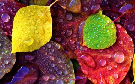 Näme üçin güýzde ýapraklar reňkini üýtgedýär?