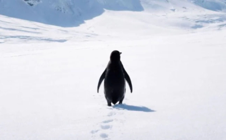 Nihilist Pingwin Pips