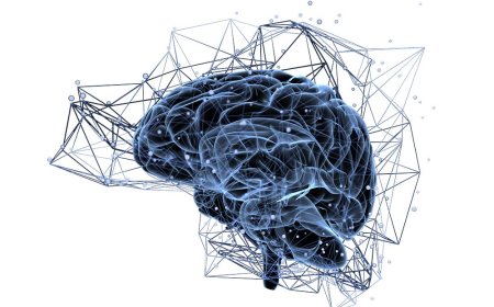 Programmirlermäniň Beýnimize Täsiri