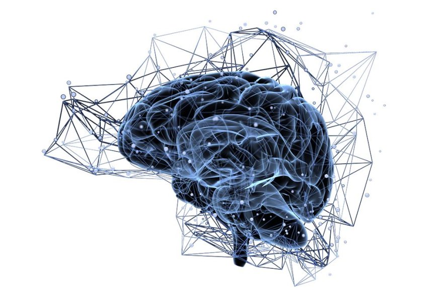 Programmirlermäniň Beýnimize Täsiri